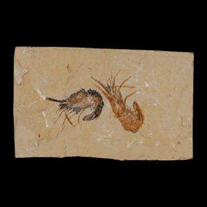2 2匹のエビの化石 Carpopenaeus 白亜紀 1億年前 セノマニアン層 レバノン 真正証明書付き 送料無料