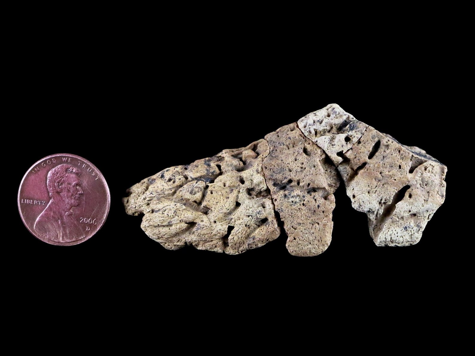 2 6 Ankylosaurus Fossil Scute Armor Judith River Etsy