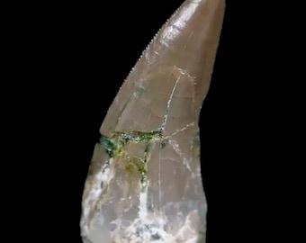 0.7&quot; Postosuchus Rauisuchid Archosaur Fossil Tooth Chinle Formation Arizona Certificate of Authenticity Free Display and Shipping