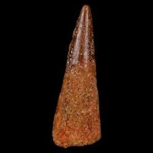1&quot; Pterosaur Coloborhynchus Fossil Tooth Upper Cretaceous Kem Kem Basin Morocco Certificate Of Authority Free Display and Free Shipping