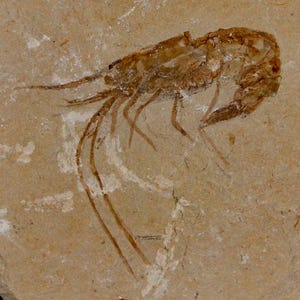1.9インチの化石エビCarpopenaeus、白亜紀、1億年前、セノマニアン層、レバノン産、真正証明書付き、送料無料