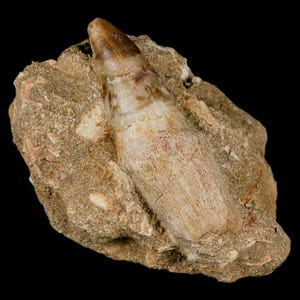 2.9&quot; Mosasaur Prognathodon Fossil Tooth Rooted In Matrix Cretaceous Dinosaur Era Oued Zem Morocco Certificate of Authenticity Free Shipping