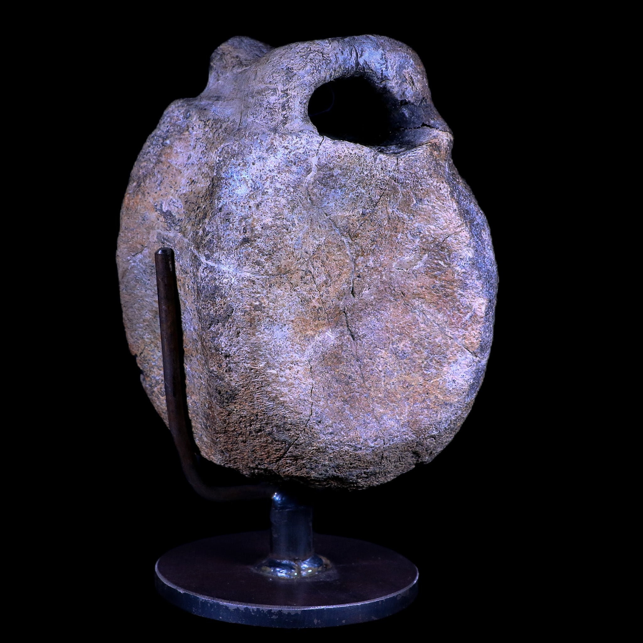 4.8インチ ヒパクロサウルス恐竜化石椎骨2個 メディシン層 モンタナ州