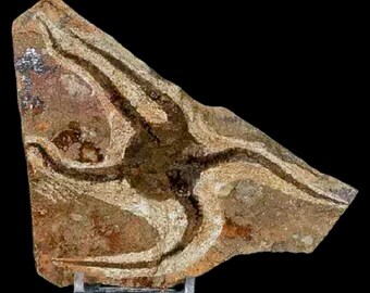 5.1 "Brittlestar Ophiura SP Seestern Fossil Ordovizian Alter Marokko Echtheitszertifikat Freier Stand und kostenloser Versand