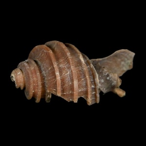 May include: A fossilised seashell, light brown in colour, with a spiral shape and a textured surface. The shell has visible ridges and a broken edge, set against a black background.