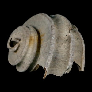 May include: A weathered, spiral-shaped fossil shell in light grey. The shell features a series of ridges and a broken edge, revealing its internal structure. The background is solid black.