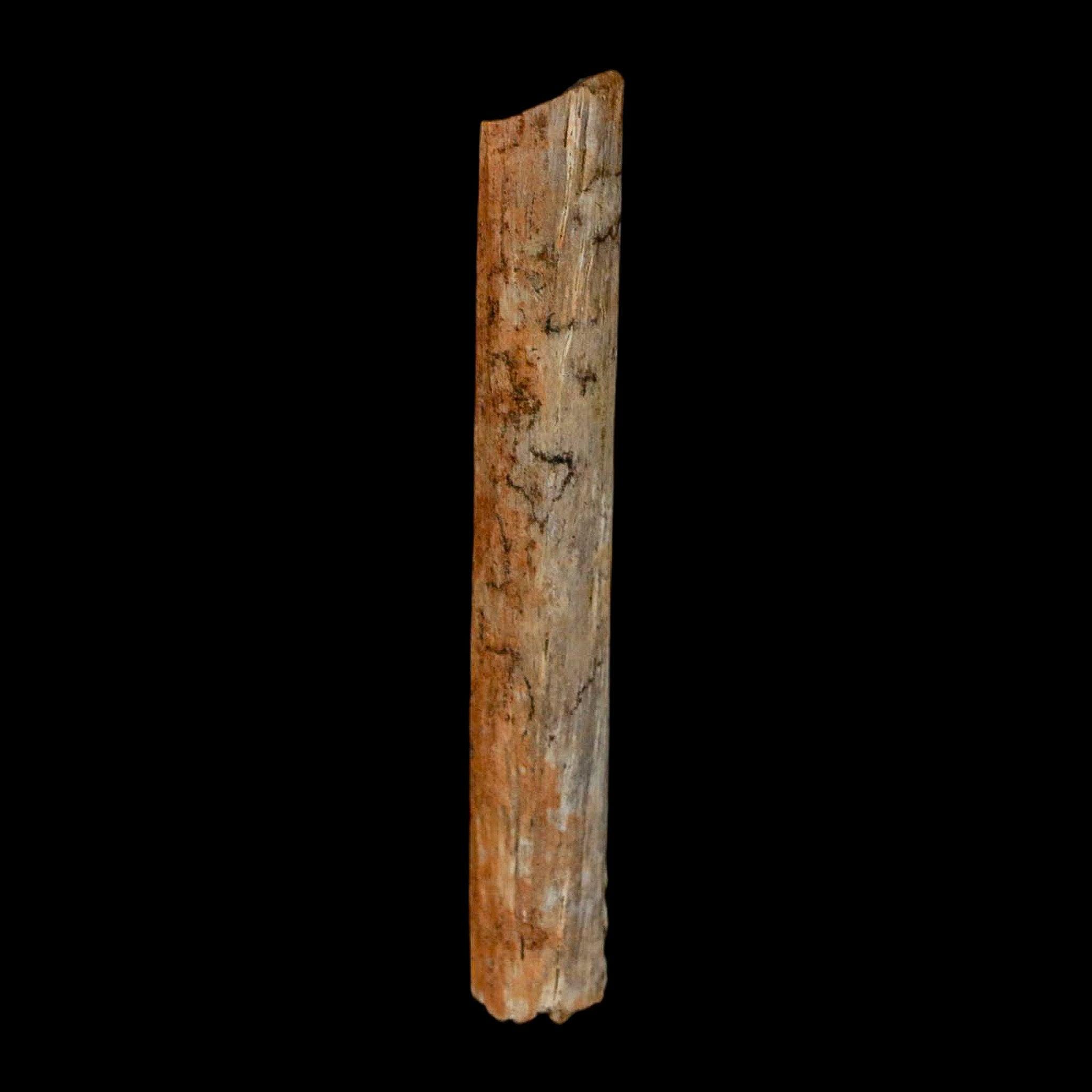 1.7インチ ハドロサウルス恐竜の腱化石 ランスクリーク層 白亜紀