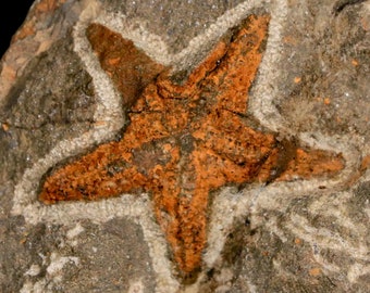 44MM Brittlestar Petraster Starfish Fossil Ordovician Age Blekus Morocco Kataoua Formation Certificate Of Authenticity Free Shipping