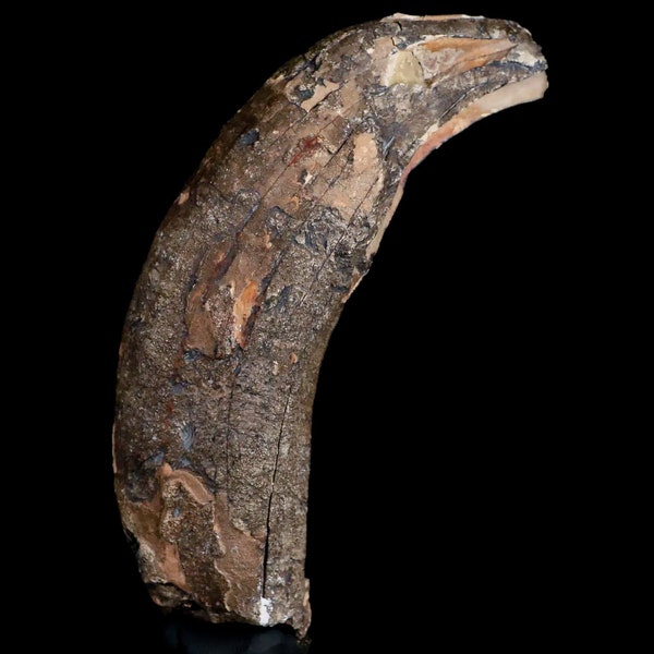 4.6" Archaeotherium Entelodont Pig Canine Fossil Tooth Oligocene Age South Dakota Badlands Burle Formation Free Shipping