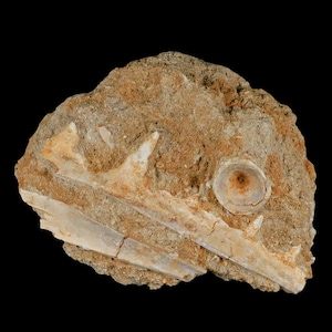 3.6" Saber Toothed Herring Fossil Tooth Jaw Section Enchodus Libycus Cretaceous Oued Zem Morocco Certificate Of Authenticity Free Shipping