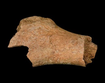 恐竜エドモントサウルスの歯の化石、ハドロサウルス、ランスクリーク層