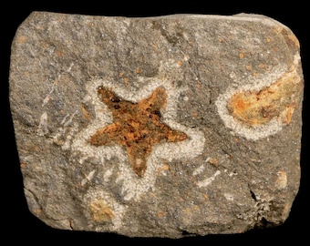 25 MM Brittlestar Petraster Seestern Fossil Ordovizian Alter Blekus Marokko Kataoua Formation Echtheitszertifikat Kostenloser Versand