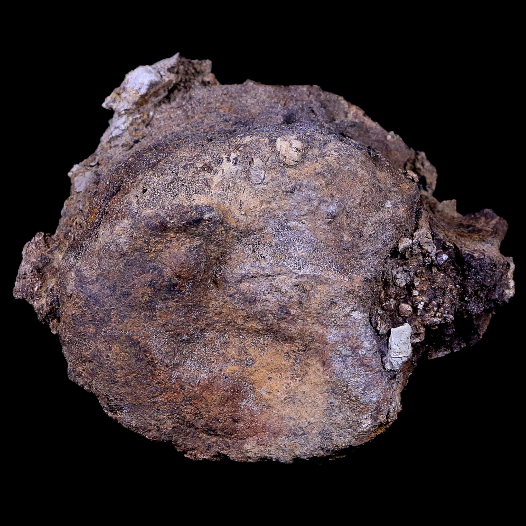 3.8インチ エドモントサウルス 恐竜化石 椎骨 ランスクリーク層