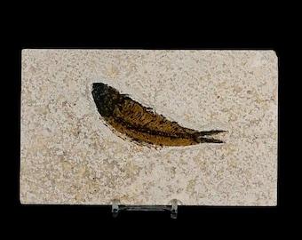 小型ナイティア魚の化石、グリーンリバー層、始新世、ワイオミング州