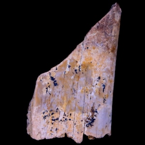 1.3&quot; Corythosaurus Fossil Bone Judith River Formation Montana Cretaceous Dinosaur Certificate of Authenticity Free Stand and Free Shipping