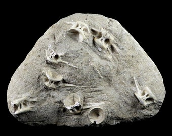 8 Acht Säbelzahn Hering Fossil Fisch Wirbel Enchodus Libycus Zahn Kreidezeit Dinosaurier Ära Kostenloser Versand
