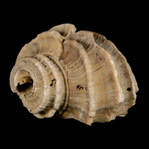 1.6 "Ecphora Gardnerae Gastropoden Fossil Muschel Lee Creek Biozön Epoche North Carolina Versand versandkostenfrei