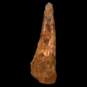 1.3&quot; Pterosaur Coloborhynchus Fossil Tooth Upper Cretaceous Kem Kem Basin Morocco Certificate Of Authority Free Display and Free Shipping