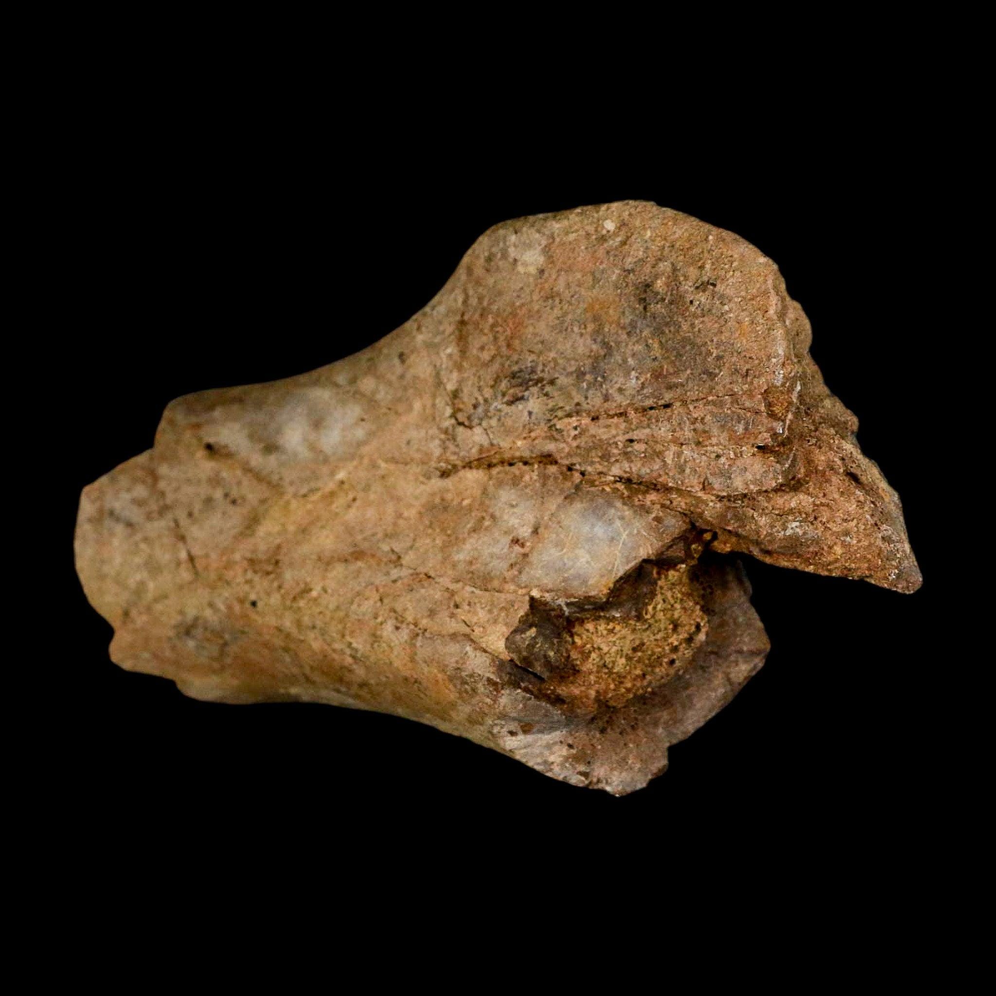 4.6インチ エドモントサウルス 化石 上腕骨 ランスクリーク層 白亜紀