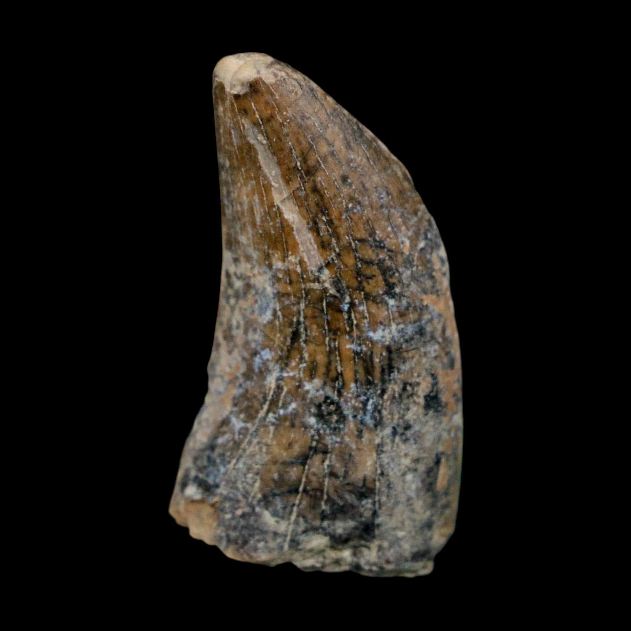 FossilAgeMinerals - Etsy 日本