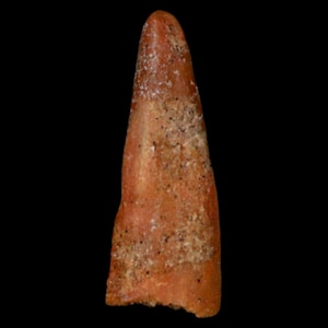 0.9&quot; Pterosaur Coloborhynchus Fossil Tooth Upper Cretaceous Kem Kem Basin Morocco Certificate Of Authority Free Display and Free Shipping