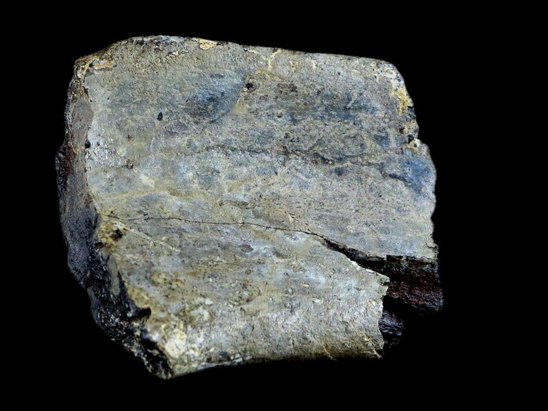 2.5" Edmontosaurus Fossil Rib Bone Specimen Lance Creek Formation Cretaceous Dinosaur Wyoming Certificate of Authenticity Free Shipping image 2