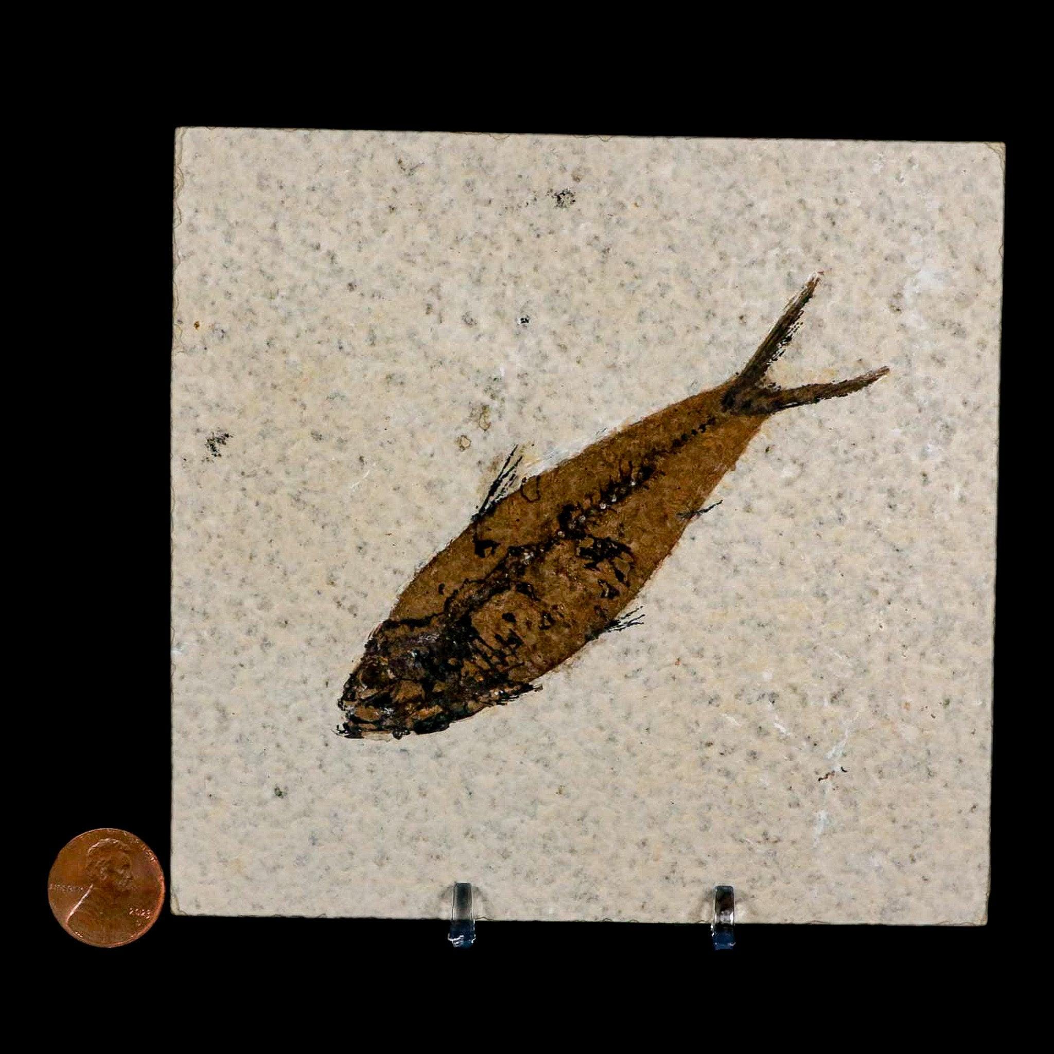 3.9インチ ナイティア・エオカエナ 化石魚 グリーンリバー層