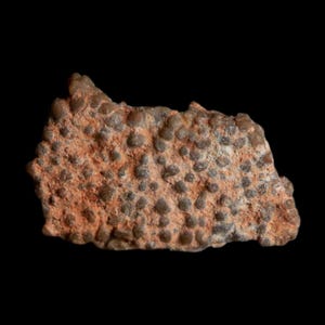 May include: A fossilized specimen featuring a dense cluster of small, rounded, brownish-grey nodules embedded within a rough, reddish-brown matrix. The surface texture is uneven and granular, displaying a natural, organic formation of fossilized material.