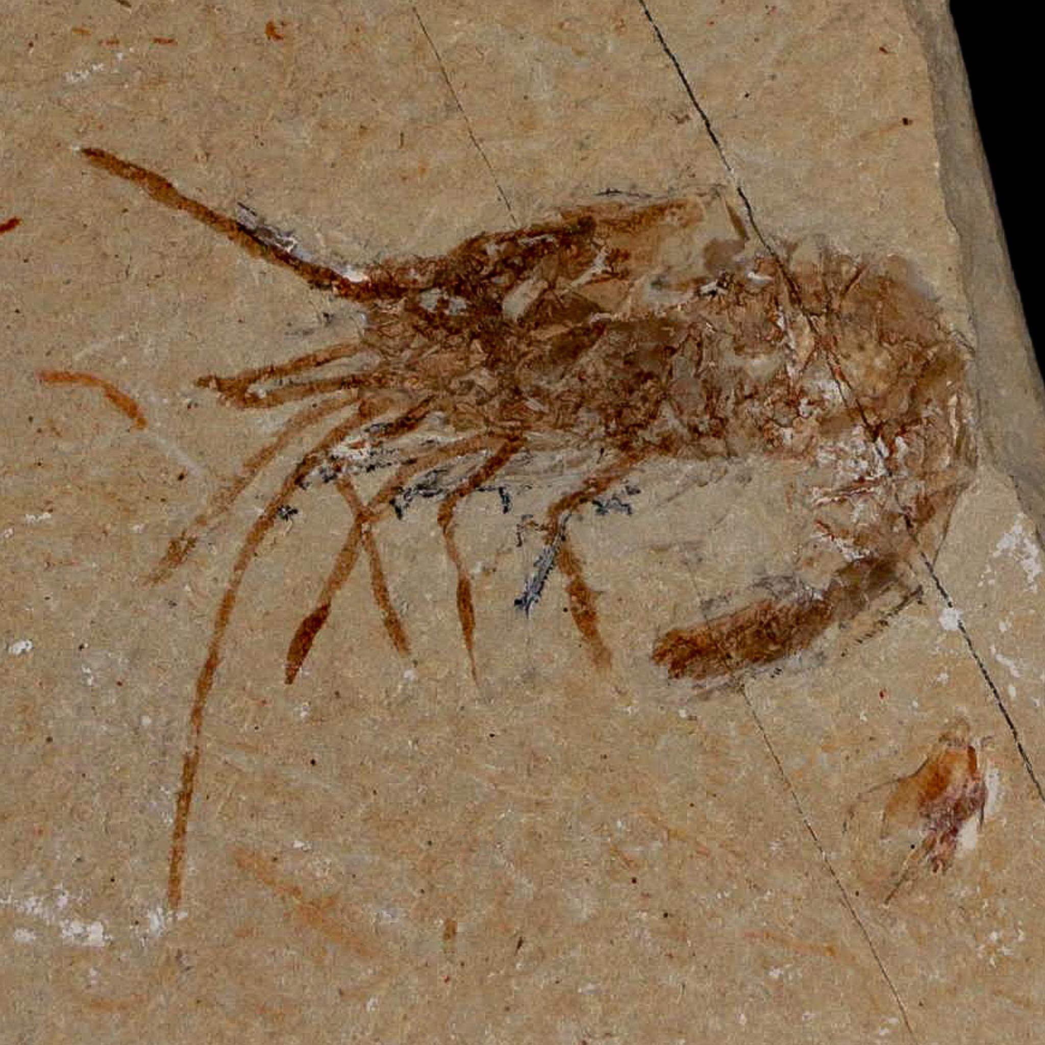 1.6インチの化石エビ、Carpopenaeus、白亜紀、1億年前、セノマニアン層