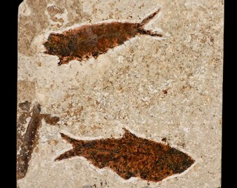 小型ナイティア魚の化石、グリーンリバー層、始新世、ワイオミング州