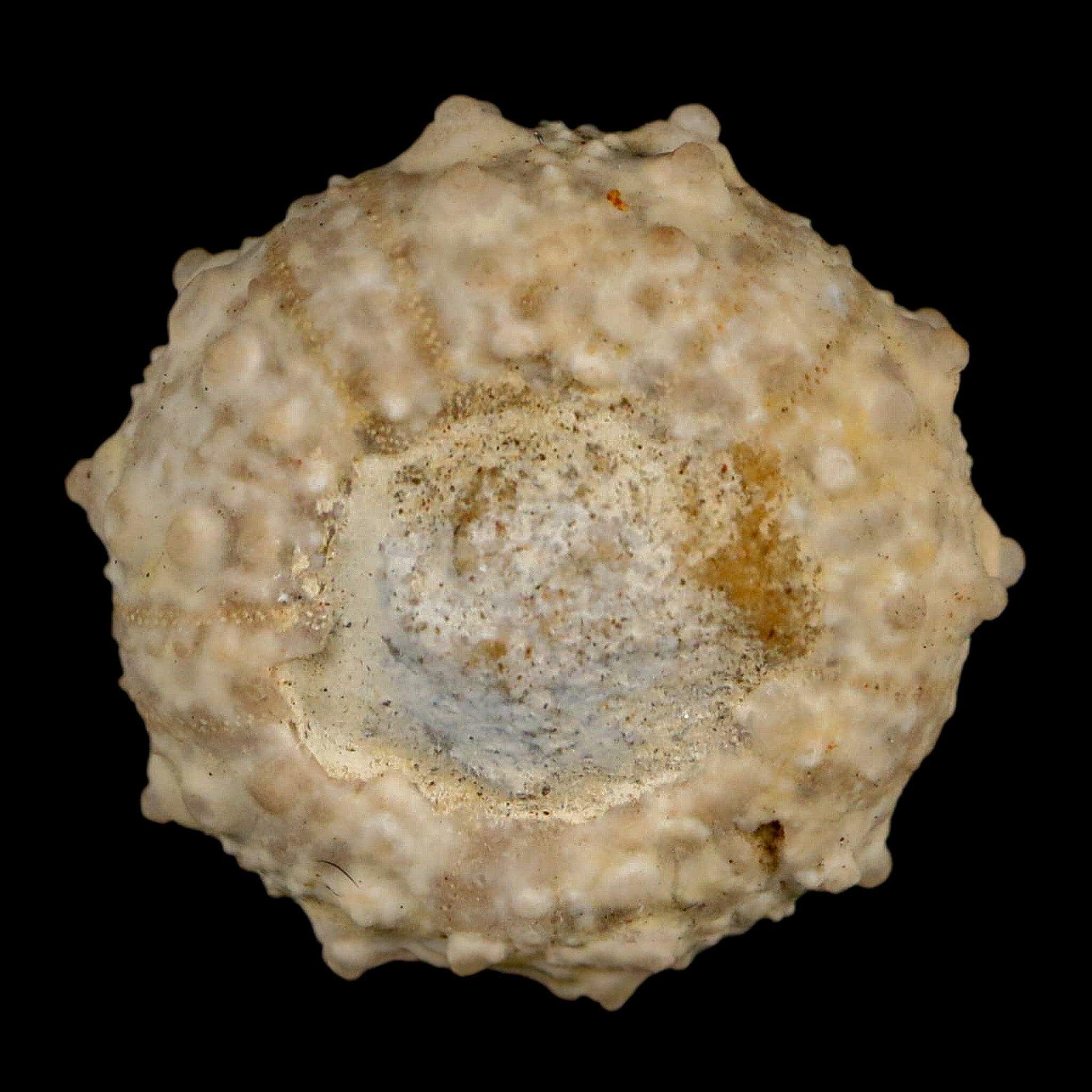 30MM Detailed Fossil Goniopygus Sp Sea Urchin Echinoid Cretaceous