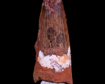 1.9" Spinosaurus Fossil Tooth 100 Mil Yrs Old Cretaceous Dinosaur Morocco Certificate Of Authenticity Free Stand and Shipping