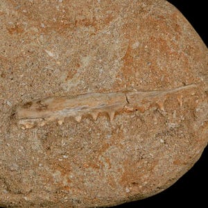 2.5" Saber Toothed Herring Fossil Tooth Jaw Section Enchodus Libycus Cretaceous Oued Zem Morocco COA Free Shipping