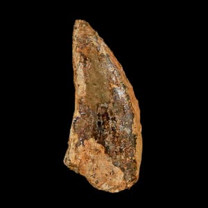 1 &quot;Nanotyrannus Tyrannosaurus Fossiler Zahn Dinosaurier Lance Creek Formation Wyoming Echtheitszertifikat Kostenlose Anzeige Kostenloser Versand