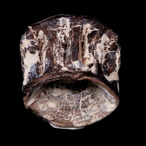 0.9&quot; Xiphactinus Audax Fossil Vertebrae Cretaceous Era Fish Niobrara Formation Kansas Free Shipping