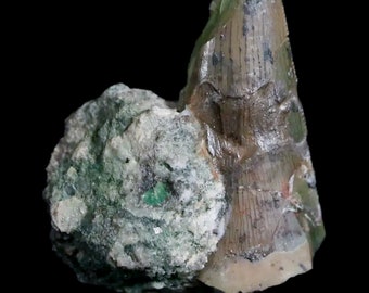 0.7&quot; Postosuchus Rauisuchid Archosaur Fossil Tooth Chinle Formation Arizona Certificate of Authenticity Free Display and Shipping