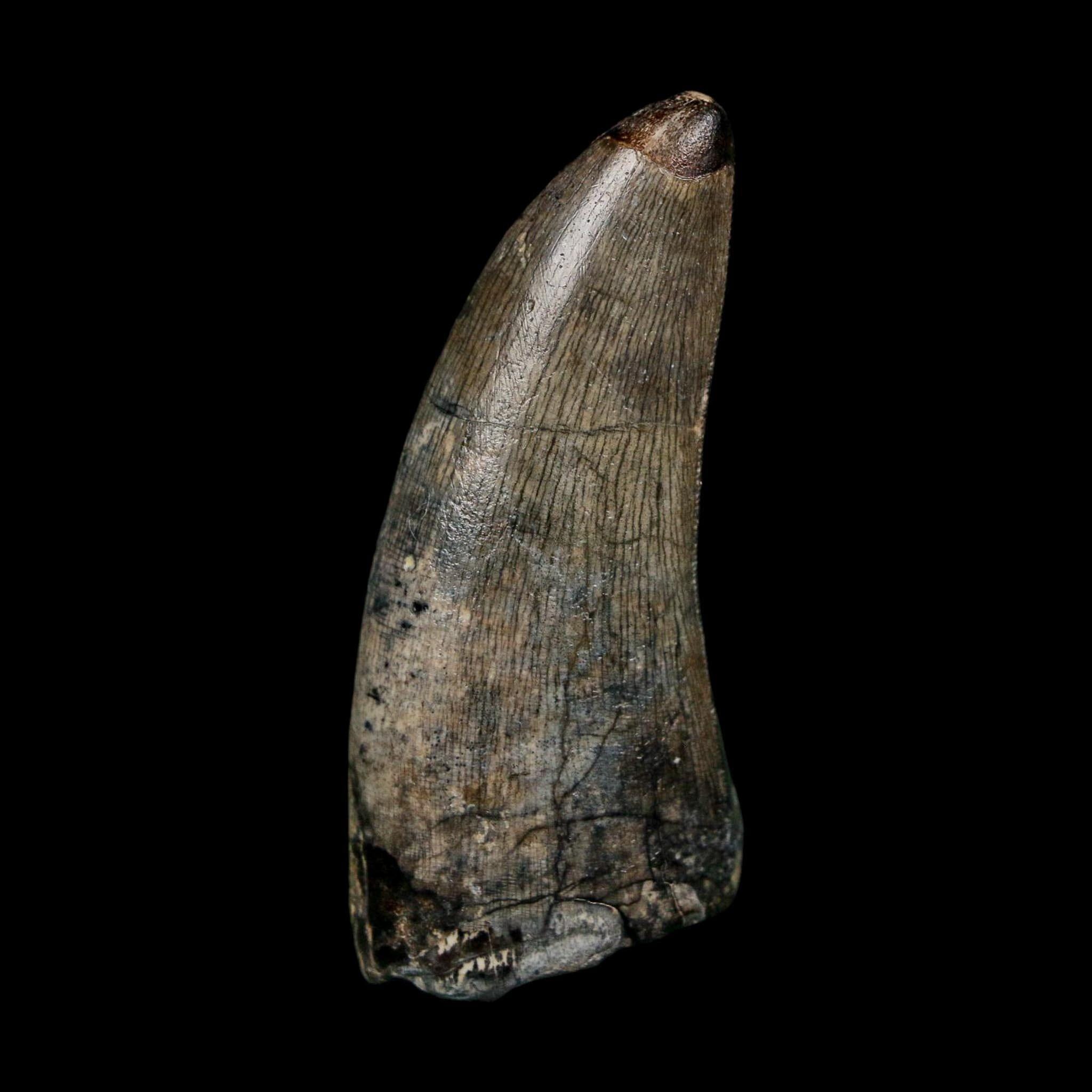 FossilAgeMinerals - Etsy 日本