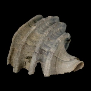 May include: A fossilised shell with a ridged, layered texture. The shell displays shades of grey, tan, and hints of blue-green. The overall shape is irregular, with a curved, open edge and a rough, aged appearance.