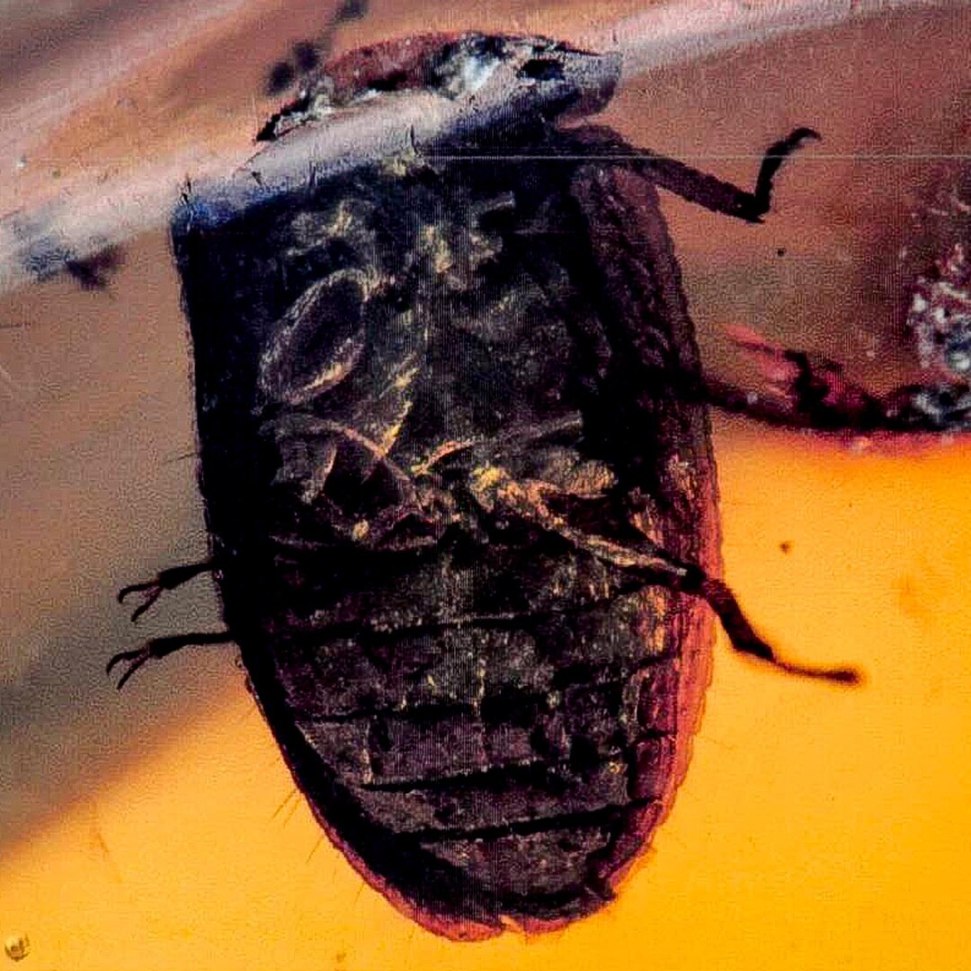 Burmese Insect Amber Unknown Flying Fossil Cretaceous Burmite Dinosaur ...