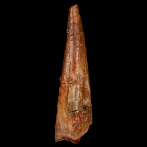 1.3&quot; Pterosaur Coloborhynchus Fossil Tooth Upper Cretaceous Kem Kem Basin Morocco Certificate Of Authority Free Display and Free Shipping