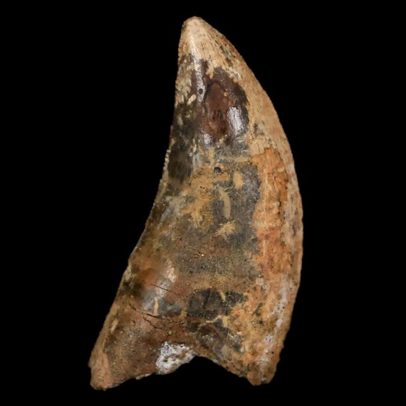 1.2インチ ナノティラヌス ティラノサウルス 化石 歯 恐竜 ランス