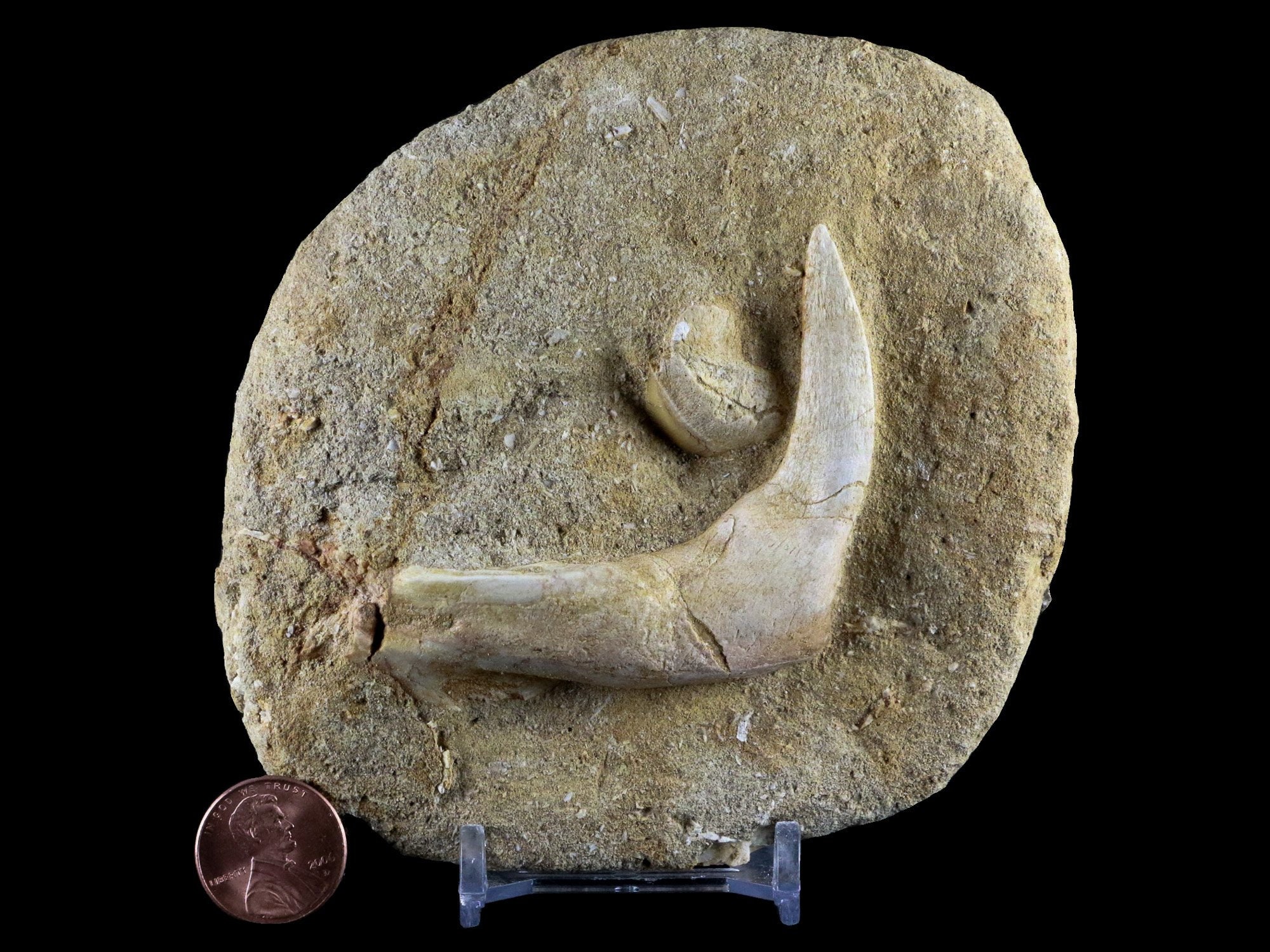 2.4 XL Saber Toothed Herring Fossil Fish Jaw Fang Teeth Etsy