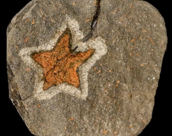 18MM Brittlestar Petraster Stella Marina Fossile Ordoviciano Età Blekus Marocco Kataoua Formazione Certificato di Autenticità Spedizione Gratuita