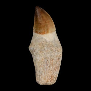 XL 3.8&quot; Mosasaur Prognathodon Fossil Tooth Rooted Cretaceous Dinosaur Era Oued Zem Morocco Certificate of Authenticity Free Shipping