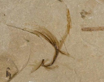 0.6 Rare Detailed Fossil Bird Feather Green River Formation Uintah County Utah Eocene Age Free Shipping
