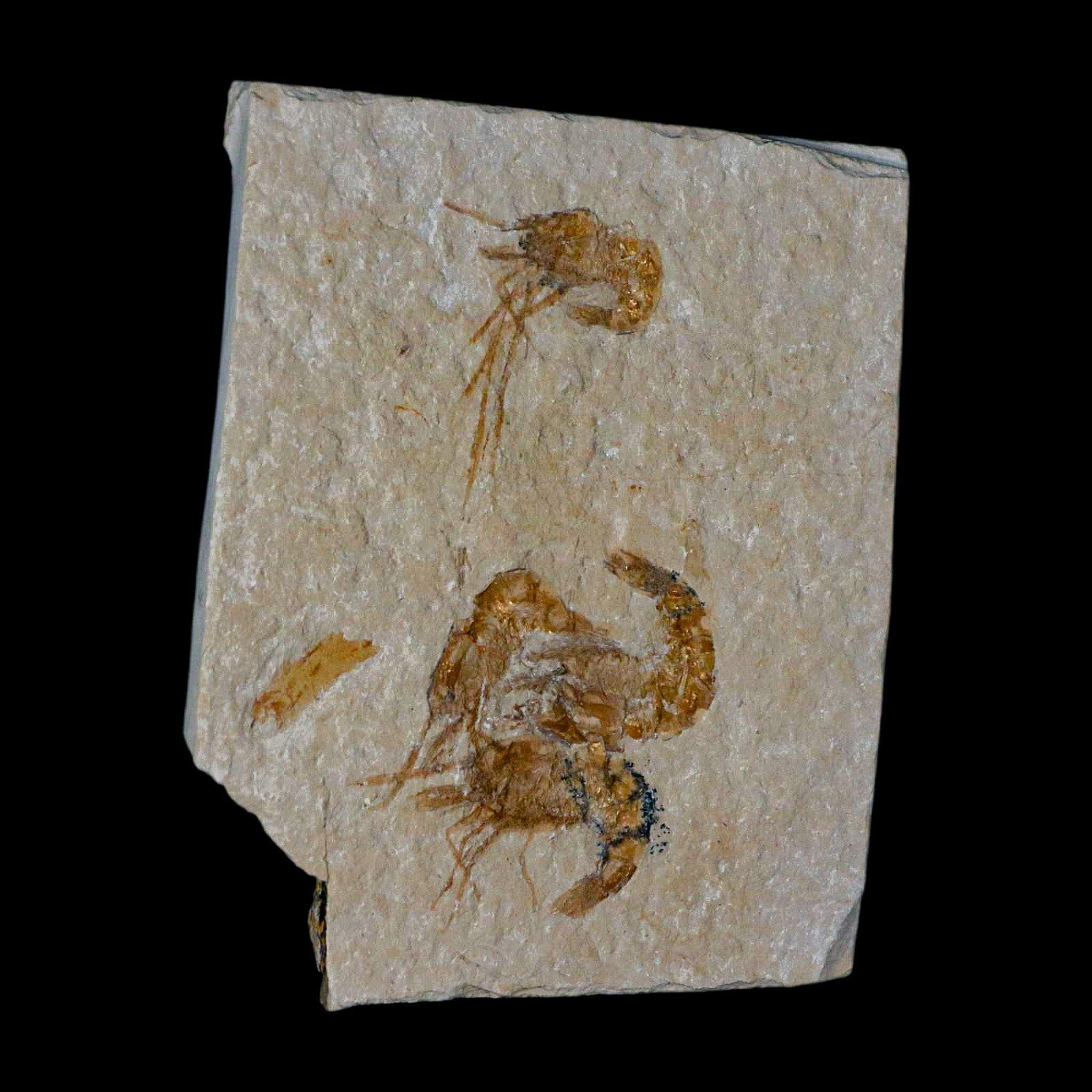 4 4 化石エビ Carpopenaeus 白亜紀 1 億年前 セノマニアン層 レバノン