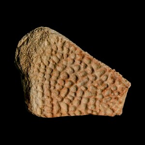 1.6 "Fossiler Schildkrötenpanzer Judith River Formation Montana 100 Millionen Jahre alt Kreidezeit Alter Versandkostenfrei
