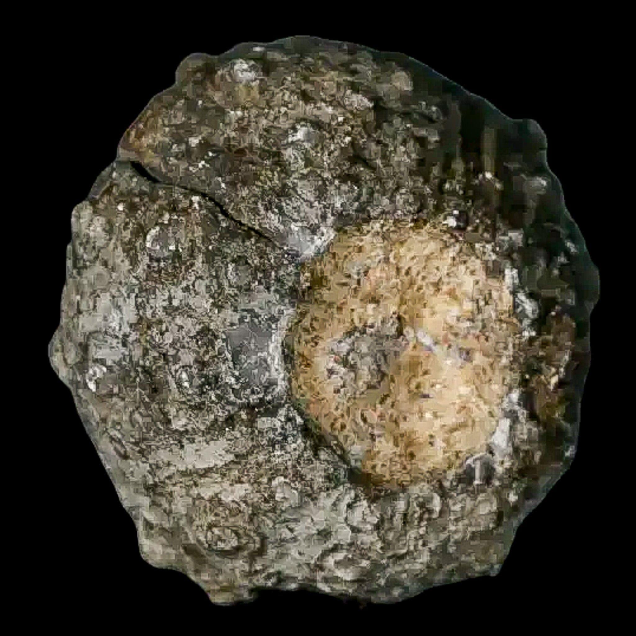 28MM Detailed Fossil Conopygus Sea Urchin Echinoid Cretaceous Age