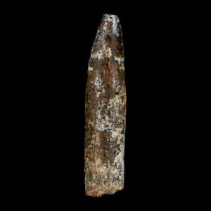 1.7&quot; Rebbachisaurus Sauropod Fossil Tooth Early Cretaceous Dinosaur Morocco Certificate Of Authenticity Free Display and Shipping