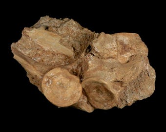 プレシオサウルスの化石椎骨3個入り（白亜紀恐竜時代、ザラファサウラ